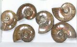 Lot: kg Iridescent, Red Flash Ammonites (-) - Pieces #82488-2